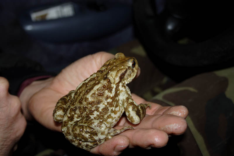 Bufo bufo in 